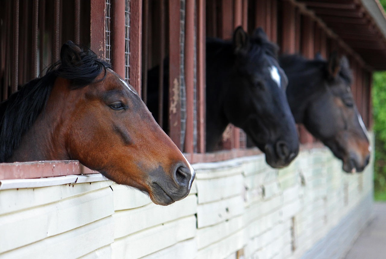 Pferde stehen in einem Reitstall und schauen aus dem Fenster