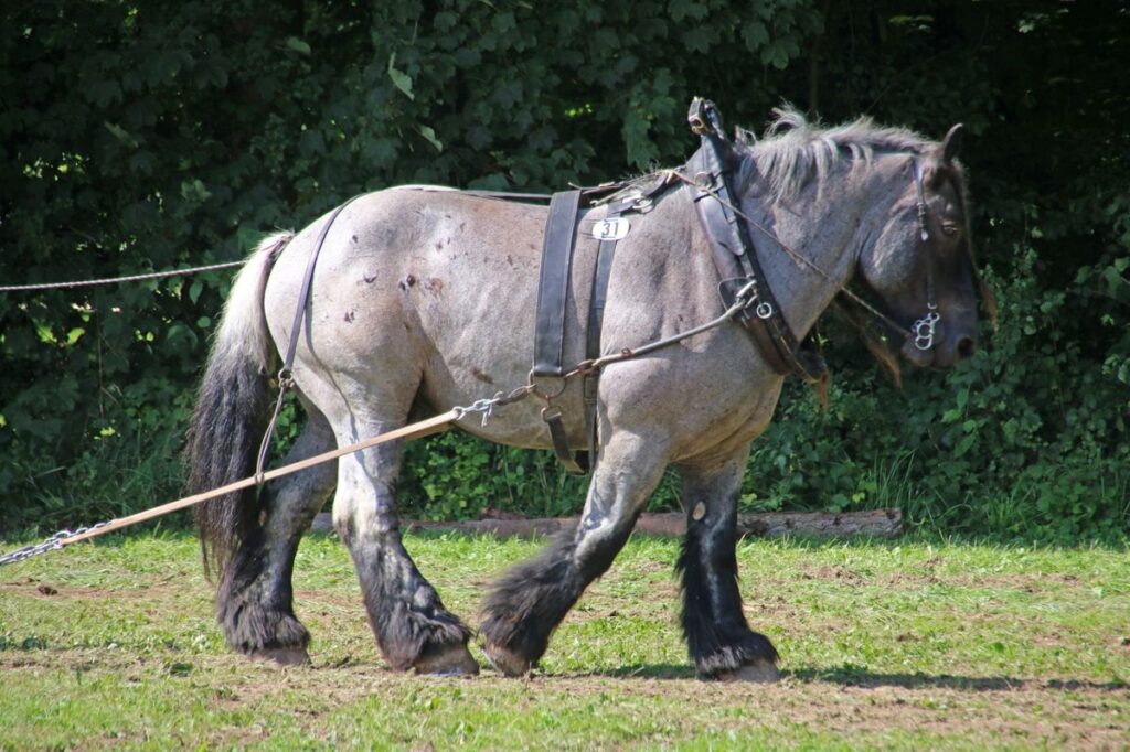 Starkes Arbeitspferd mit Geschirr im Einsatz