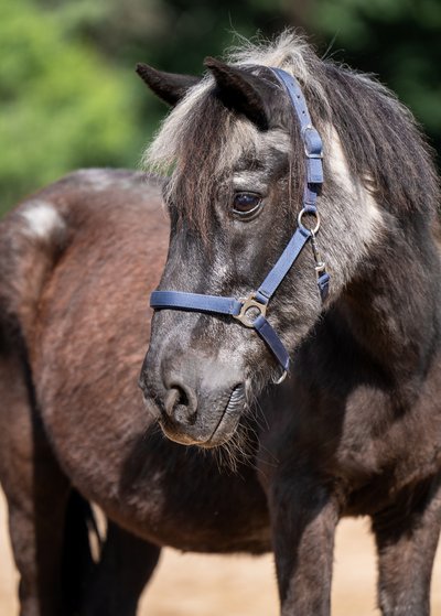 Pony Porträt Nahaufnahme mit Halfter