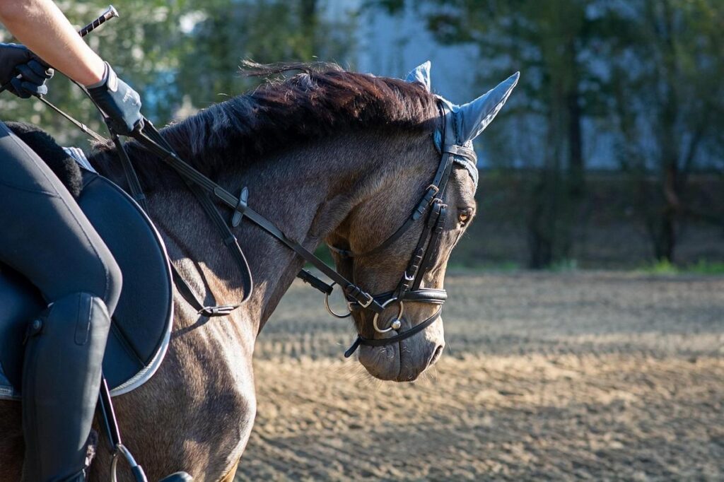Reiterhilfe beim Training – Reiterin mit Pferd auf Sandplatz