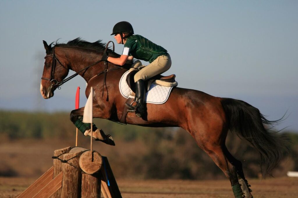 Springreiten mit Reiterhilfen – Pferd und Reiterin im Hindernissprung