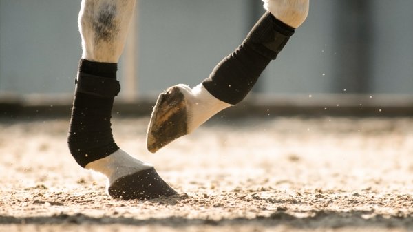 Pferdehufe mit Gamaschen beim Training auf Sandboden.